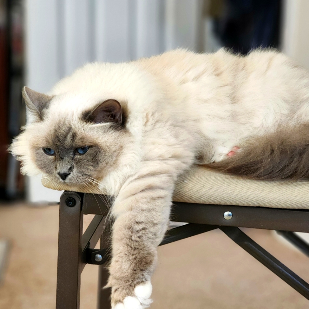 Meet your Posher, Ilia